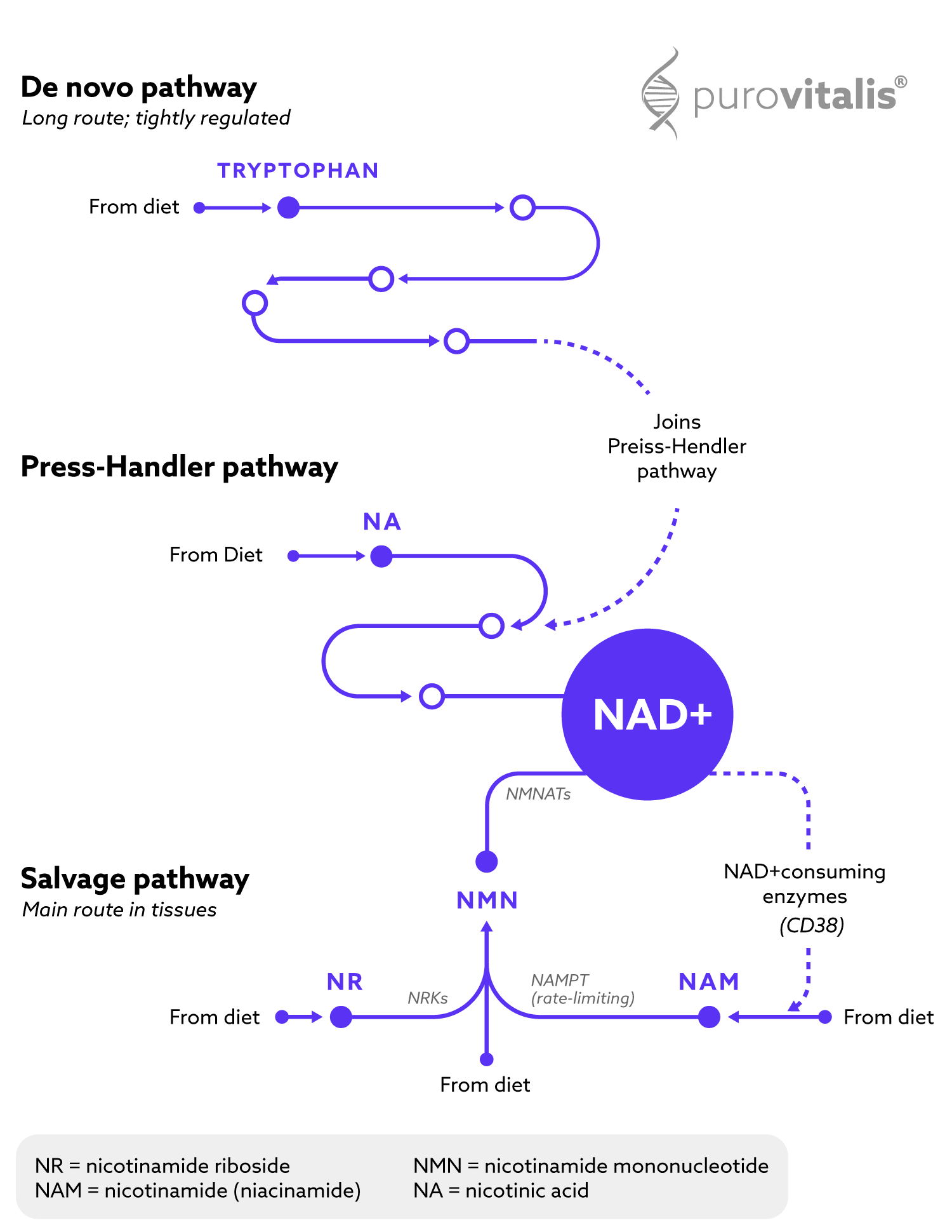 Qué es la vía gráfica del NAD: De novo (triptófano), Preiss-Handler (niacina/NA), Salvamento (NR, NMN, NAM) con enzimas consumidoras de NAD+.