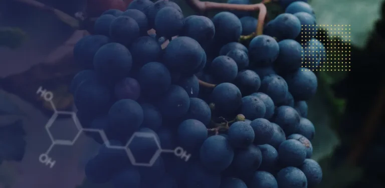 Druivenpitextract versus resveratrol: de vergelijking. Afbeelding van druiven