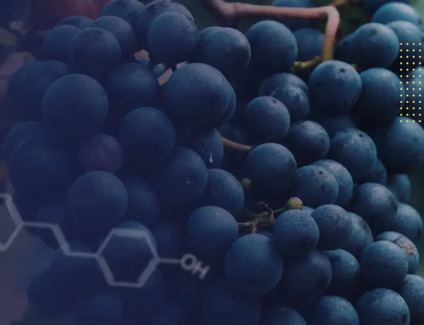 Comparaison entre l'extrait de pépins de raisin et le resvératrol. Photo de raisins
