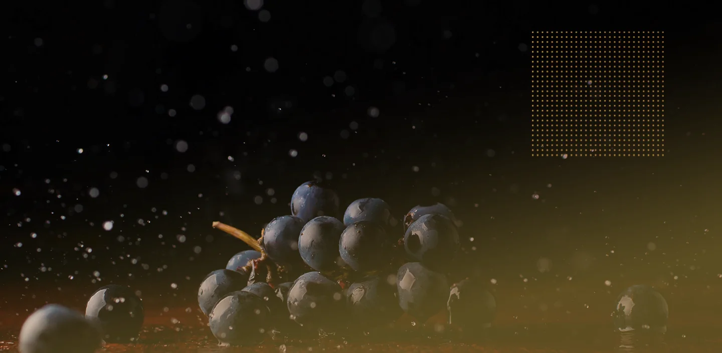 Resveratrol in druiven en welke wijn het meeste resveratrol bevat. Vrouw met druiven in haar hand.