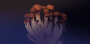 Spermidinerijke voedingsmiddelen: de volledige lijst