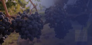 What Is Trans-Resveratrol And Why It Matters For You