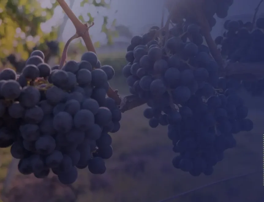Care este diferența dintre trans-resveratrol și resveratrol și care sunt beneficiile trans-resveratrolului?