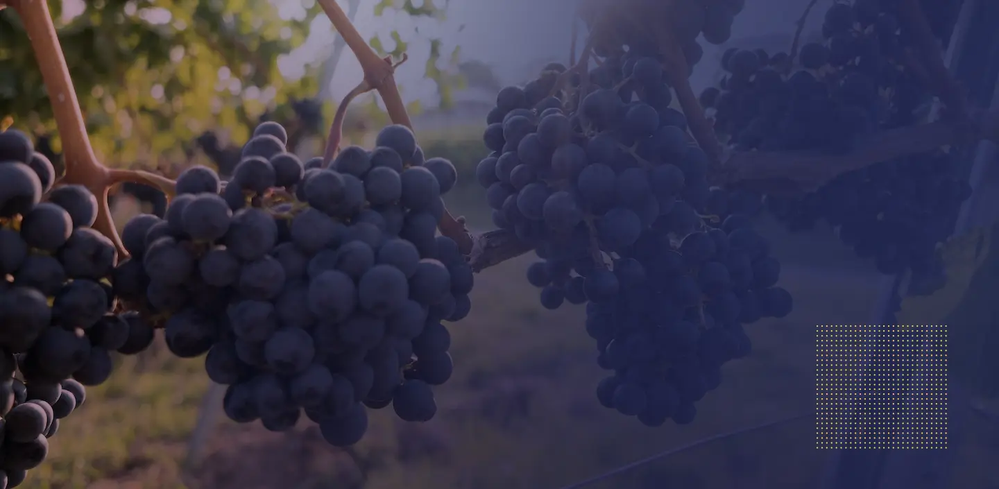 Wat is trans-resveratrol versus resveratrol, wat zijn de voordelen van trans-resveratrol?