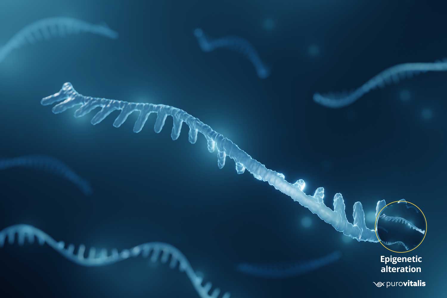 Illustratie van microRNA; Veranderingen in de epigenetica zijn een van de kenmerken van veroudering