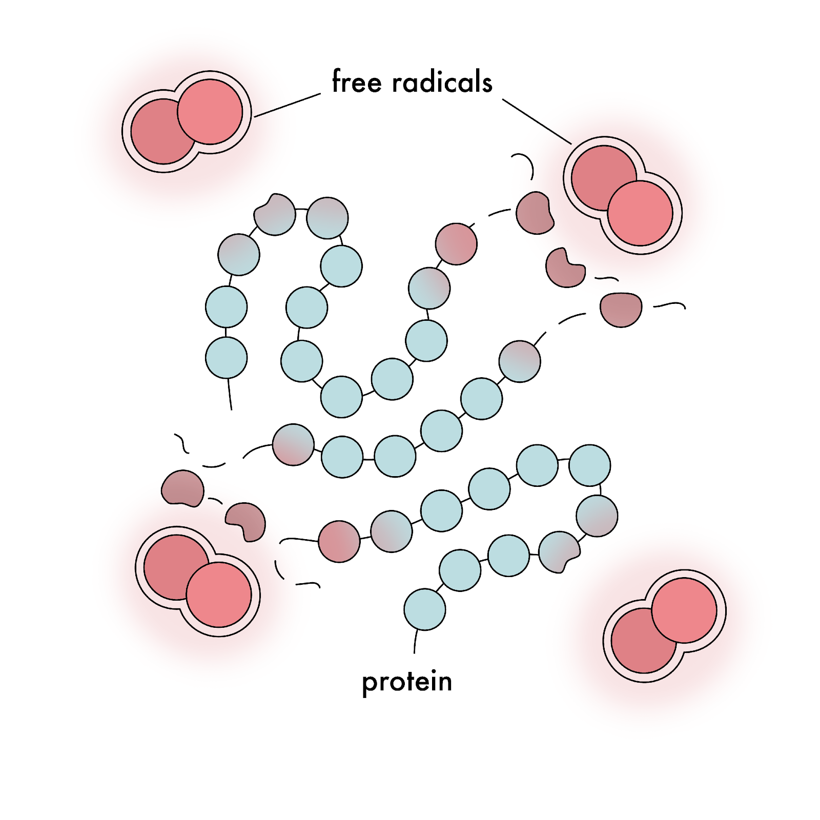 Caloric restriction and longevity; the free radical theory