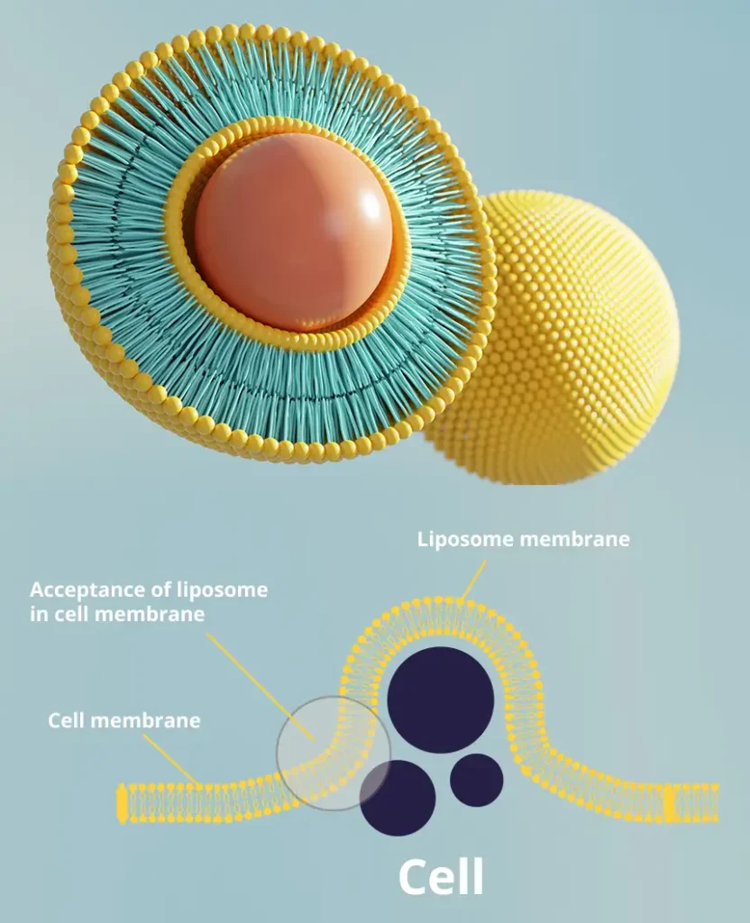 Purovitalis Liposomal Delivery technical explanation