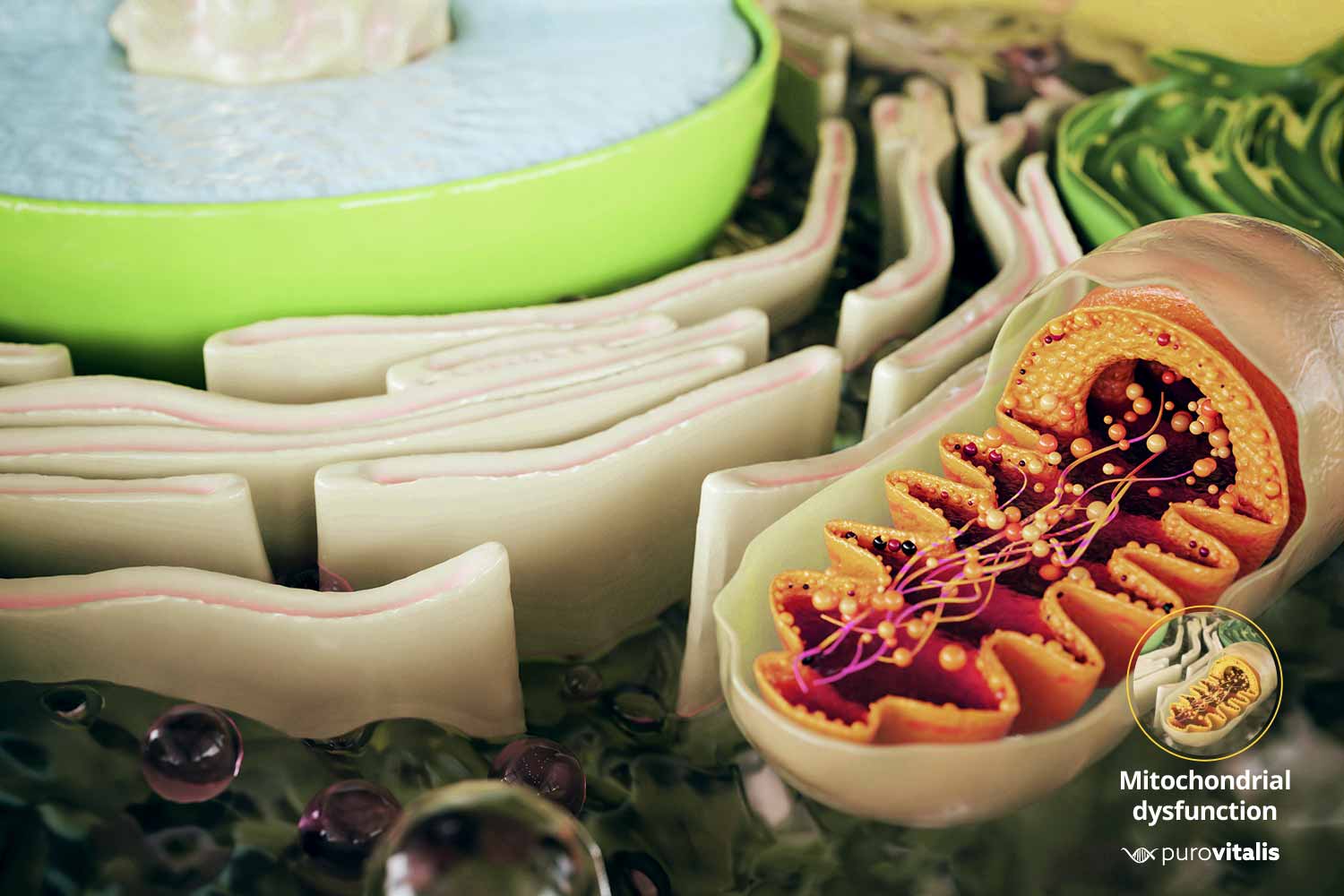 3D-afbeelding van een mitochondrium in een menselijke cel