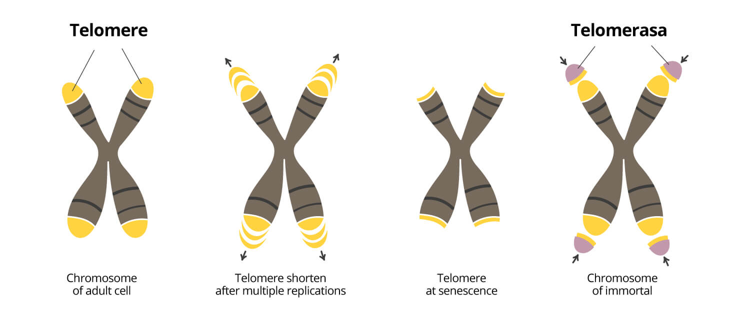 Grafische weergave van het korter worden van telomeren, een van de kenmerken van veroudering