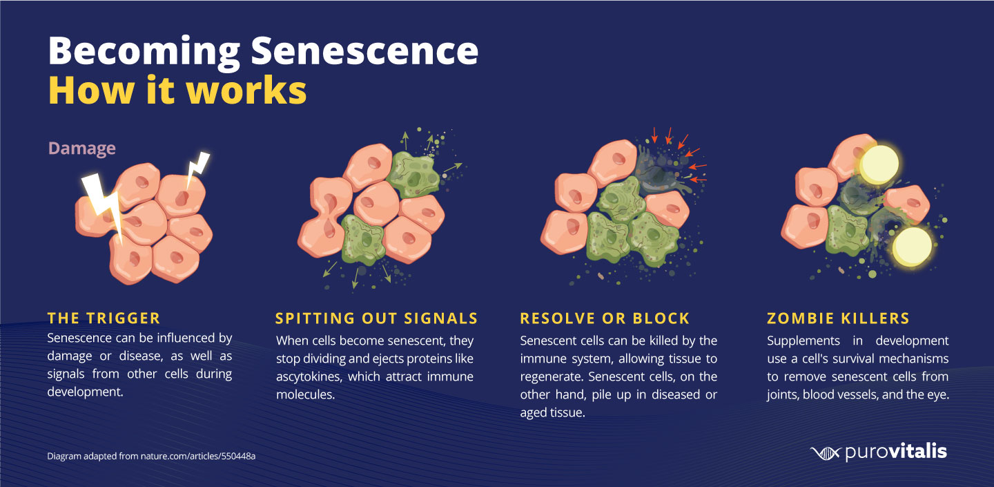 explaining how cells become senescent and what they do.