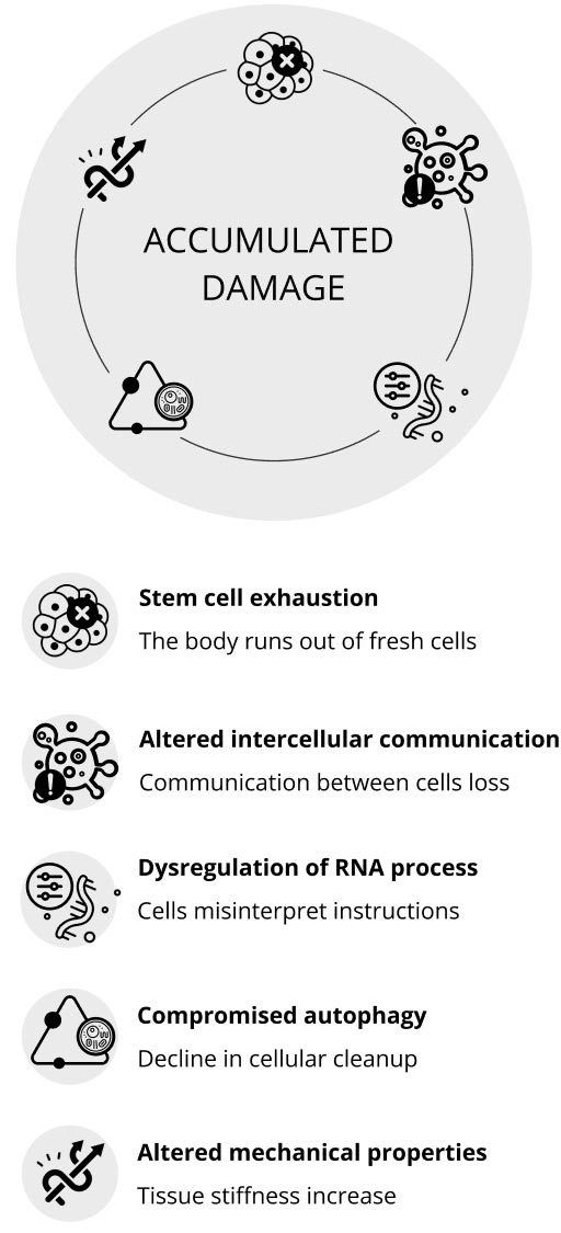 Accumulating causes of aging is caused by long term small damages