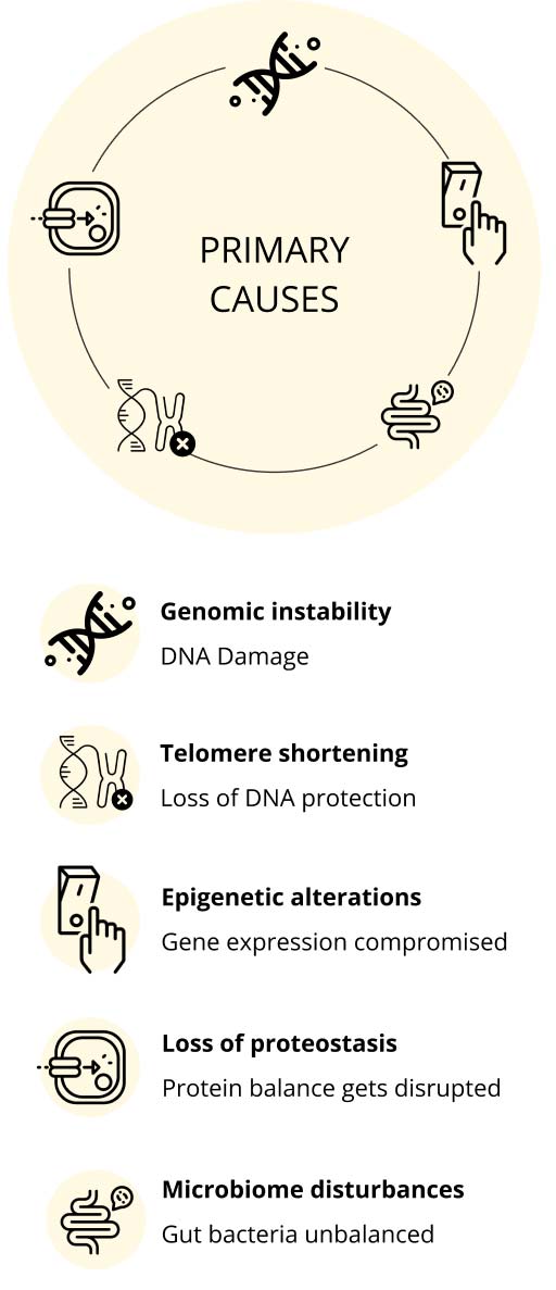 Primary causes of aging are the main hallmarks.