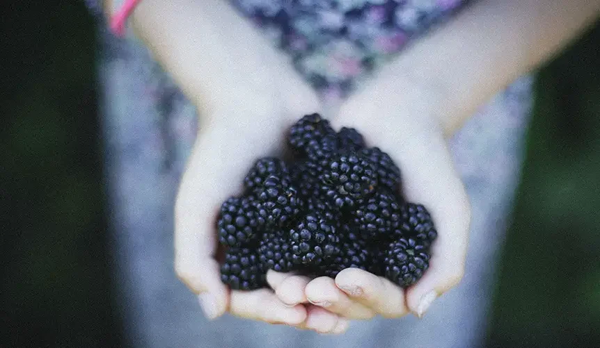 mano de moras