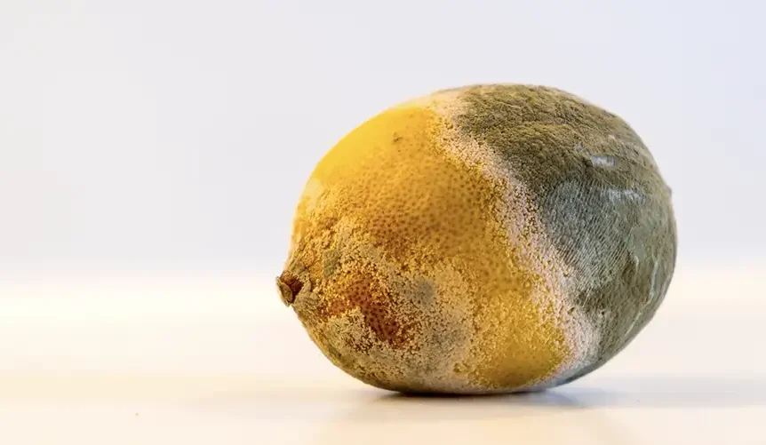 Photo d'un vieux citron