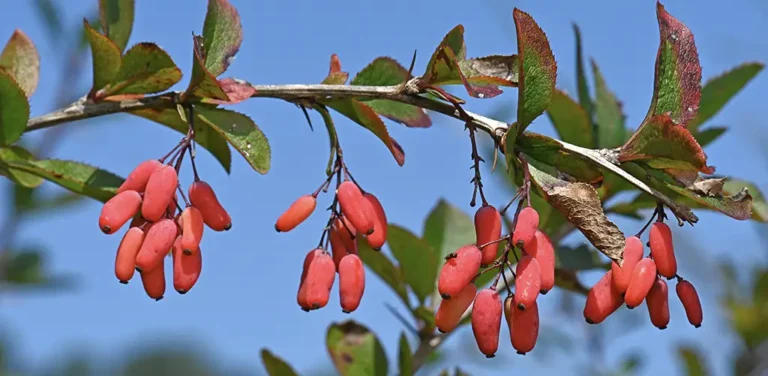 Nærbillede af en berberingren (berberis) med skarpe torne, der viser klynger af små, aflange, klare røde bær, der hænger under grønne blade mod en klar blå himmel.
