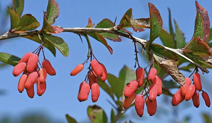 Nahaufnahme eines Berberitzenzweigs mit scharfen Dornen, an dem kleine, längliche, leuchtend rote Beeren in Büscheln unter grünen Blättern vor einem strahlend blauen Himmel hängen.