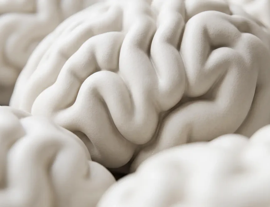 Modèles de cerveau blanc cassé mat, présentés en gros plan.