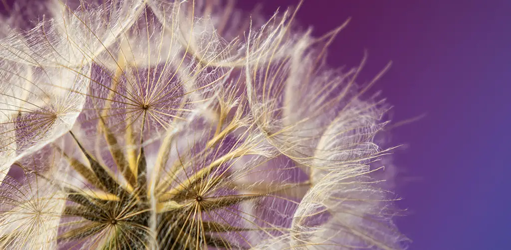 Macro photography of a dandelion seed head, a common seasonal allergy trigger, against a purple background.