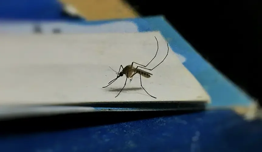 Close-up of a mosquito resting on a white paper edge over a blue surface.